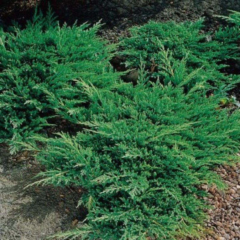 Juniperus Horizontalis, Borievka rozprestretá ´PRINCE OF WALES´ kont. C2L, priemer rastliny: 30+ cm 